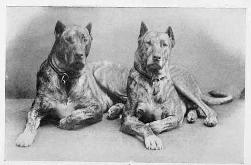 THE GREAT DANES, IVANHOE AND DOROTHY.