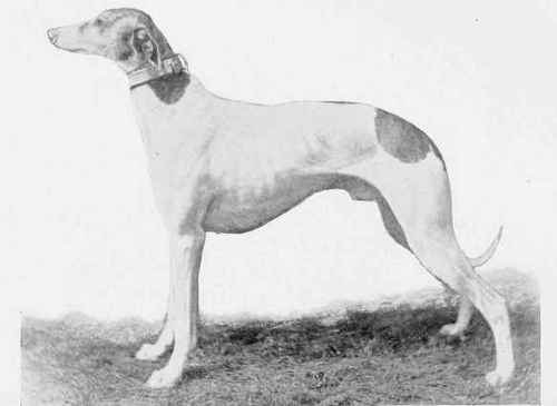 THE GREYHOUND, GEM OF THE SEASON.