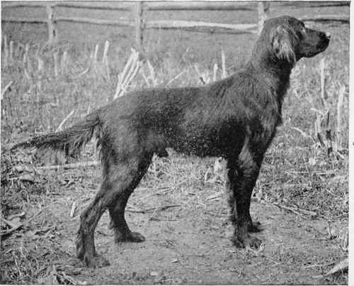 THE IRISH SETTER, KILDARE.