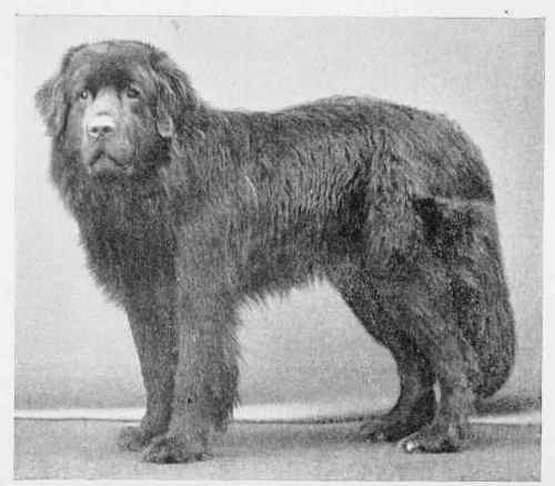 THE NEWFOUNDLAND, PIRATE KING.