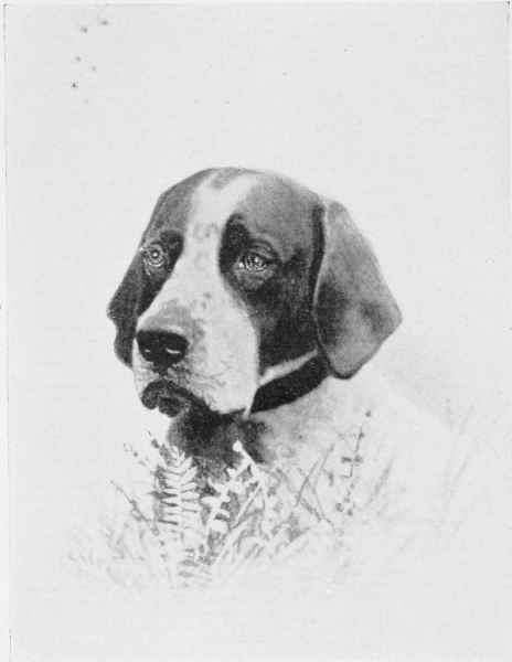 THE POINTER, BEAUFORT.