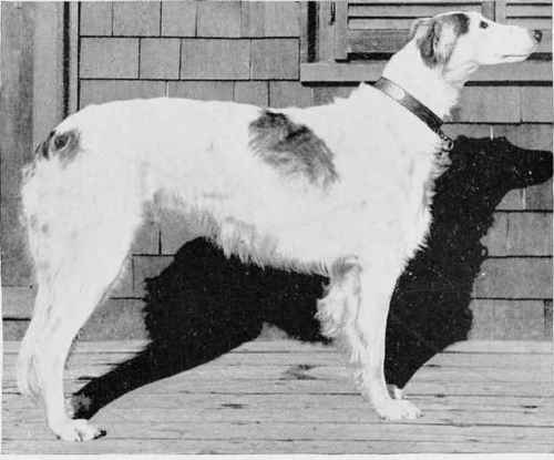THE RUSSIAN WOLFHOUND, GROUBIAN.