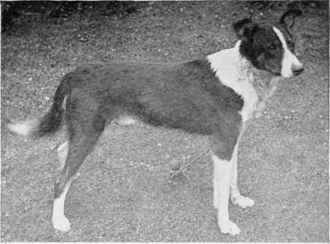 THE SMOOTH COATED COLLIE, PICKMERE.