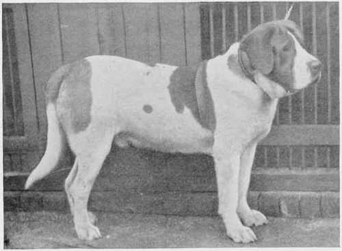 THE SMOOTH COATED ST. BERNARD, KEEPER.