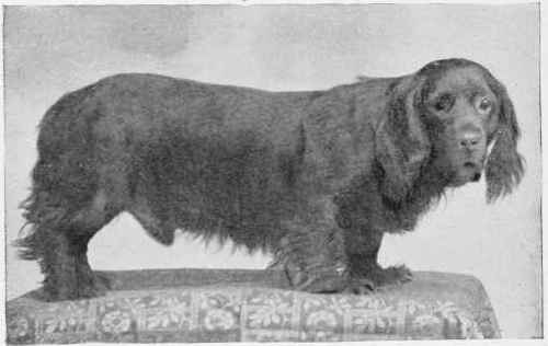 THE SUSSEX SPANIEL, BRIDFORD GIDDIE.
