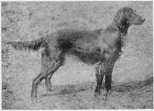 THET IRISH SETTER, NORNA.
