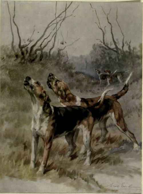 The Bloodhound