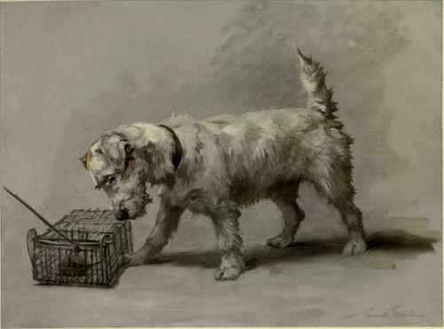 The Fox Terrier