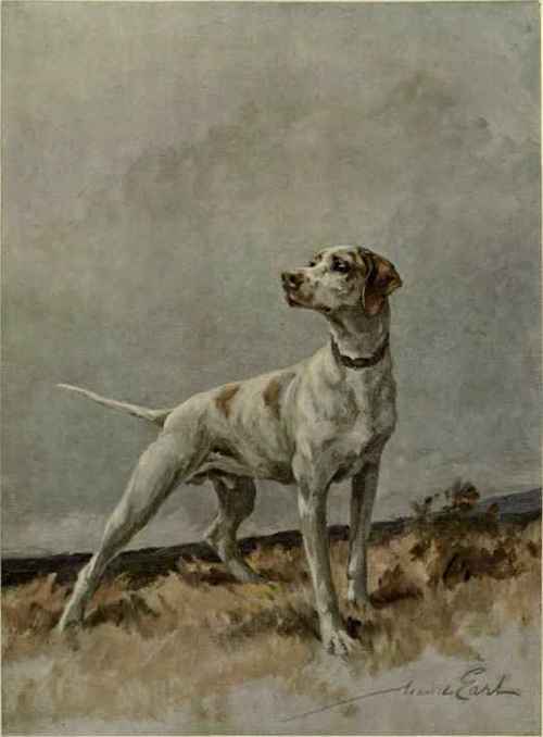 The Greyhound