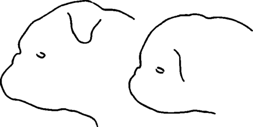 Outlines from Photographs of a Bulldog and a Noseless Ruby Spaniel of the Bulldog Type showing Likeness in Formation of Skull