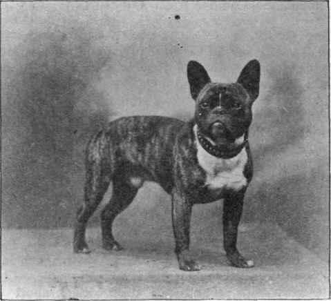 FRENCH TOY BULLDOG. Barkston Billie owned by Mrs. Townsend Green.