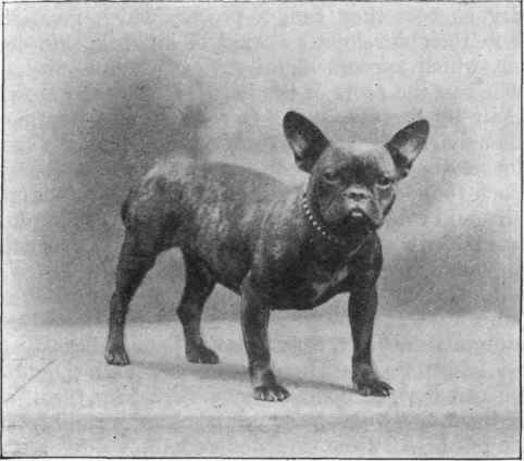FRENCH TOY BULLDOG. La Reine des Roses, owned by Mrs. Townsend Green.