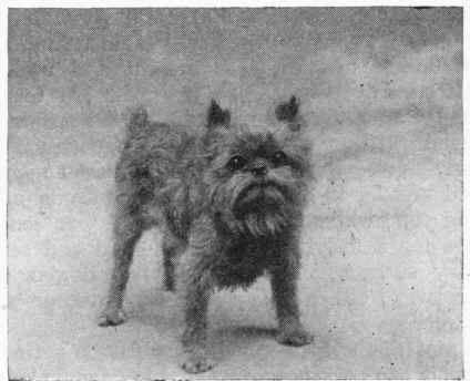 GRIFFON BRUXELLOIS. Sparklets, the property of Miss Johnson.