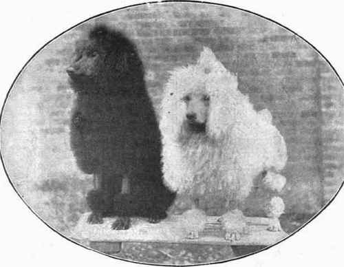 POODLES. Champion Orchard Admiral and  L'Enfant Prodigue,' owned by Mrs. Crouch