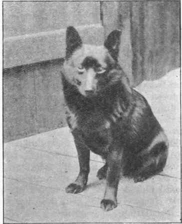 SCHIPPERKE.  Fandango owned by Dr. Freeman.
