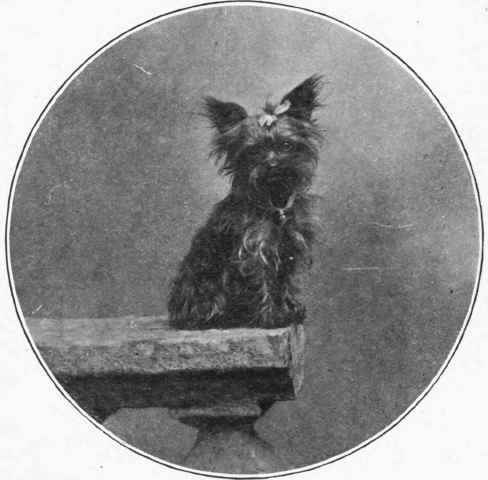 YORKSHIRE TERRIER.  Trixie, owned by Miss O'Donnell.
