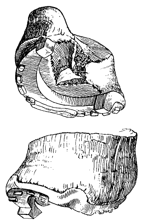 Fig. 114.   Hoof Torn From The Foot By Accident