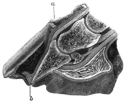 Fig. 117.   Longitudinal Section Of A Foot With Laminitis Of Fourteen Days' Standing