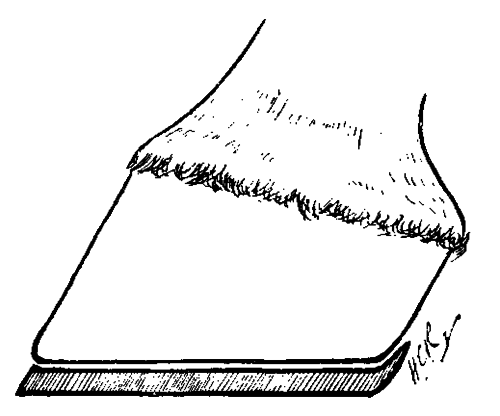 Fig. 128.   The Shoe With Heel Clip