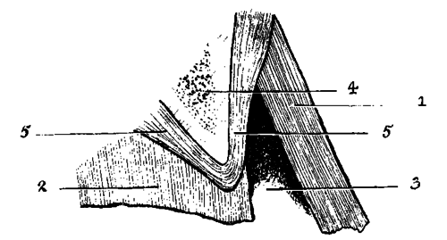 Fig. 129.   Diagram Illustrating Position Of Seedy Toe (Internal)