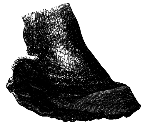 Fig. 136.   Foot With Advanced Canker