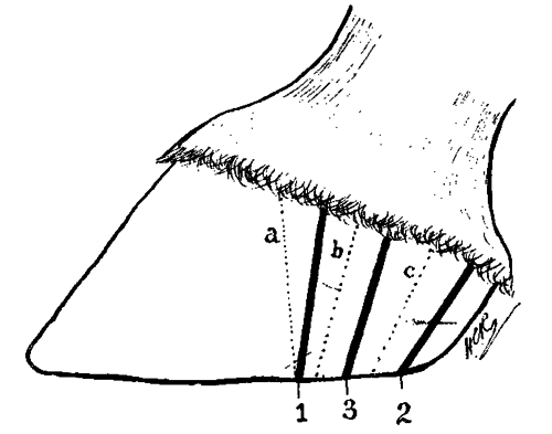 Fig. 148.   Diagram Illustrating The Position Of The Grooves In The Wall In Colonel Smith's Operation For Side Bone