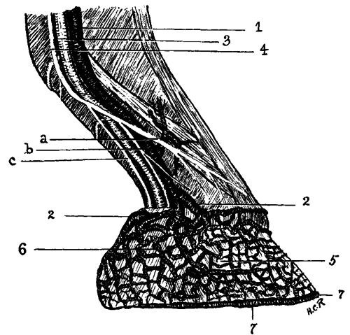 Fig. 15.   The Veins And Nerves Of The Foot