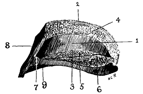 Fig. 20.   Internal Features Of The Wall, Frog, And Sole (Mesian Section Of Hoof)