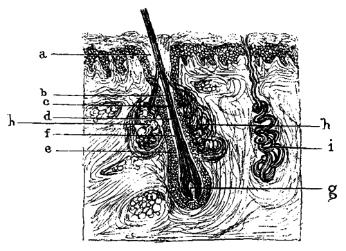 Fig. 24.   Section Of Skin With Hair Follicle And Hair