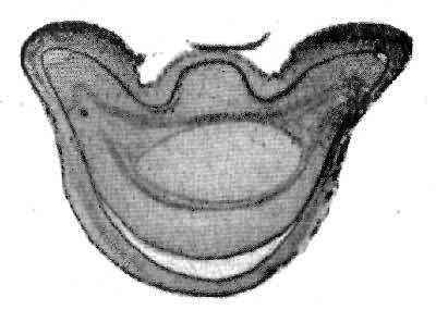 Fig. 26.   Section Of Foot Of Equine Foetus, Seventy Seven Days Old