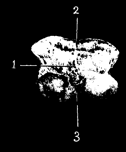 Fig. 3.   Second Phalanx Or Os Coronae (Posterior View)