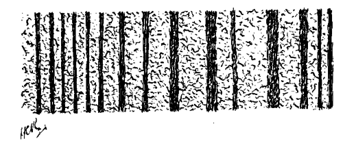 Fig. 31.   Perpendicular Section Of Horn Of Wall