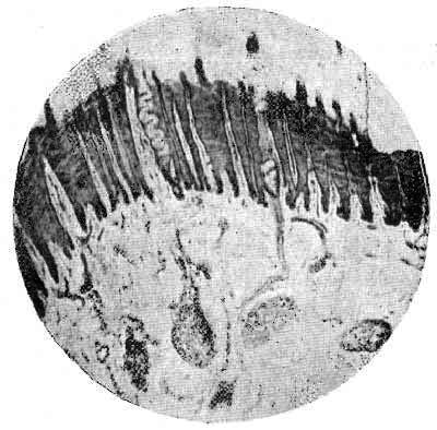 Fig. 34.   Section Of Frog Through Corium And Horn