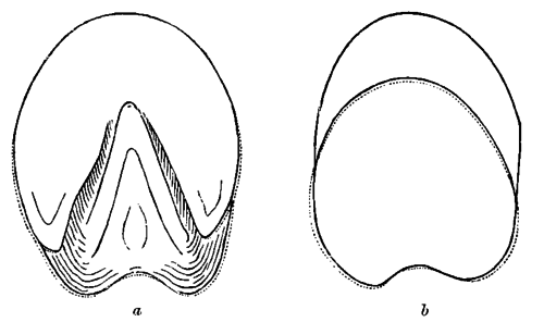 Fig. 37. The Dotted Line Represents The Change In Form Of The Coronary Edge Under Similar Circumstances