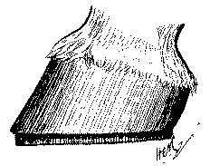 Fig. 67.   Foot Prepared For The Charlier Shoe