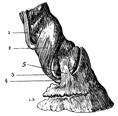 Fig. 8.   Ligaments Of The First And Second Interphalangeal Articulations (Viewed From The Side)