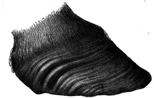 Fig. 81.   Hoof With The Ribs Or Rings Caused By Chronic Laminitis