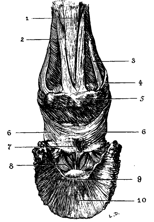 Fig. 9.   Ligaments Of The First And Second Interphalangeal Articulations (Viewed From Behind)