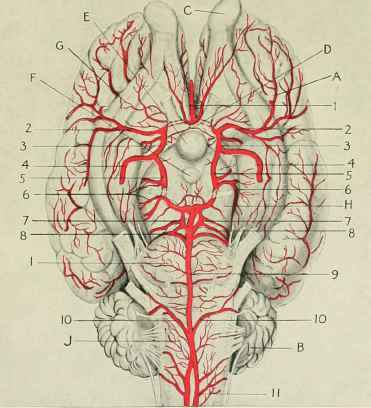 Arteries of the brain.