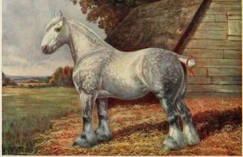 CHAMPION SHIRE MARE, ROKEBY FUCHSIA.
