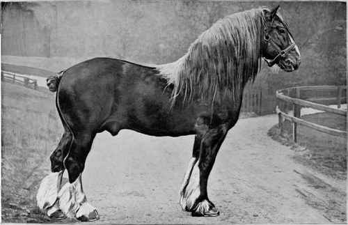 CLYDESDALE STALLION: LORD STEWART By Castlereagh 10324.