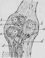 Ganglion Cells of the Sympathetic Nerve of the Muscular Coat of the Bladder (magnified about 350 times).