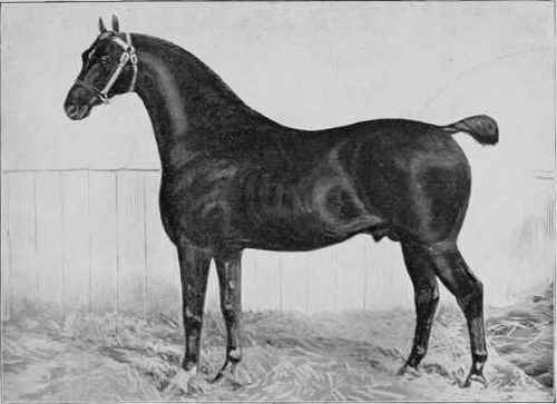HACKNEY STALLION, CONFIDENCE, D'OYLEY'S 153.