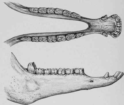 Lower Jaw of Horse, showing Numerical Excess of Molars on the Right Side.