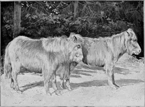 Mrs. Hope's Shetlands as they appeared in their Highland home.