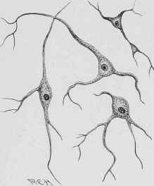 Nerve Cells.