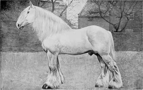SHIRE HORSE: LINCOLNSHIRE LAD II By Lincolnshire Lad 1196.