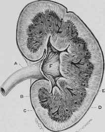 Section through Kidney.