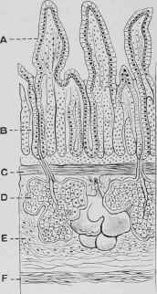 Section through the Duodenum, showing Brunner's Glands.