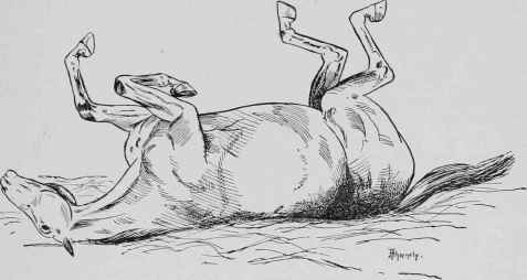 Spasmodic Colic (3). (Horse rolling in pain).